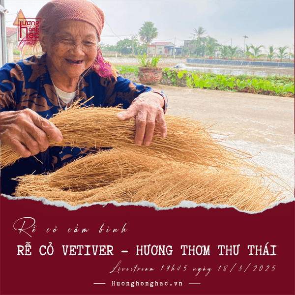 Combo 3 bó Rễ Cỏ Vetiver trang trí
